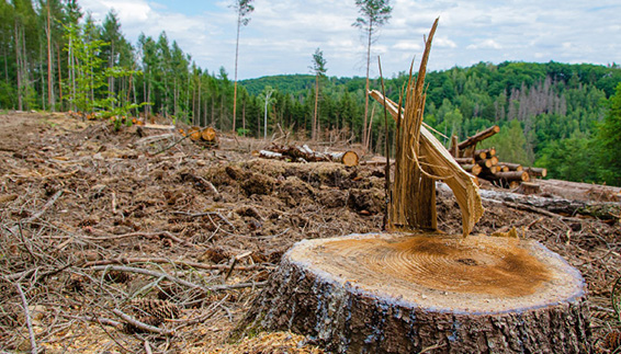 chopped down forest